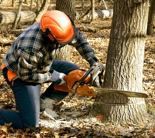 Tree Removal in Sapphire, NC